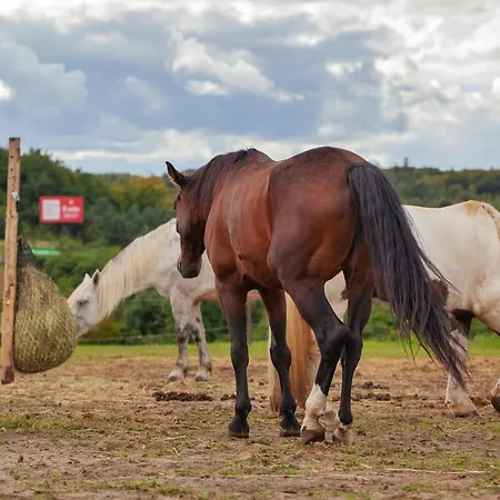 Апартаменты Urban Jungle - Luksusowy W Gdyni. Гдыня